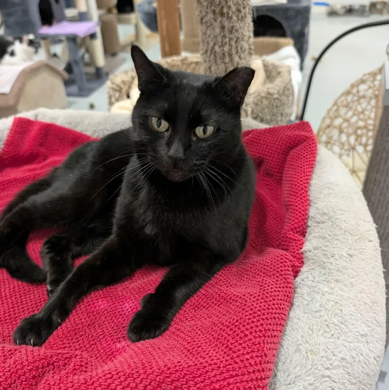 Jacqueline thumbnail 2