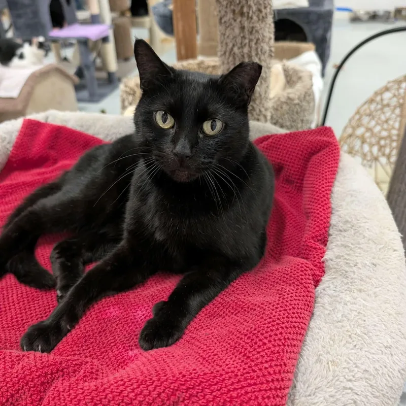 Jacqueline thumbnail 3