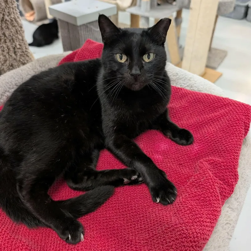 An adult medium-sized female Black Domestic Short Hair cat named Jacqueline for adoption in West Palm Beach, FL