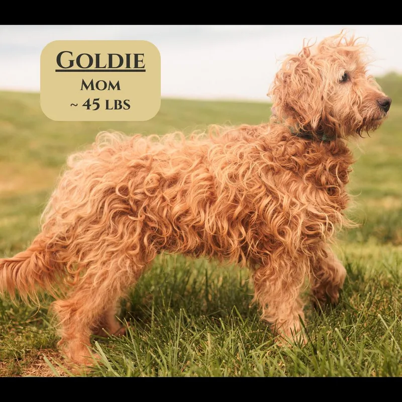 Anna  Transport thumbnail 2