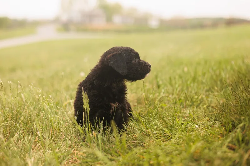 Anna  Transport thumbnail 4