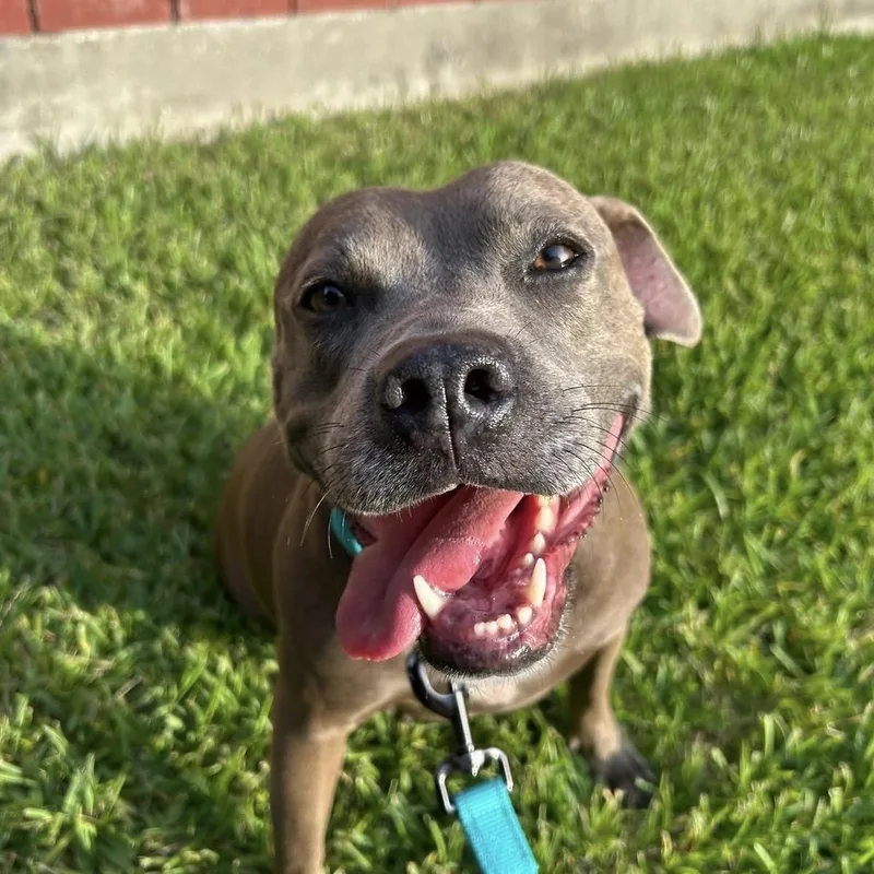 An adult medium-sized female Gray / Blue / Silver Staffordshire Bull Terrier dog named Princess for adoption in South Houston, TX