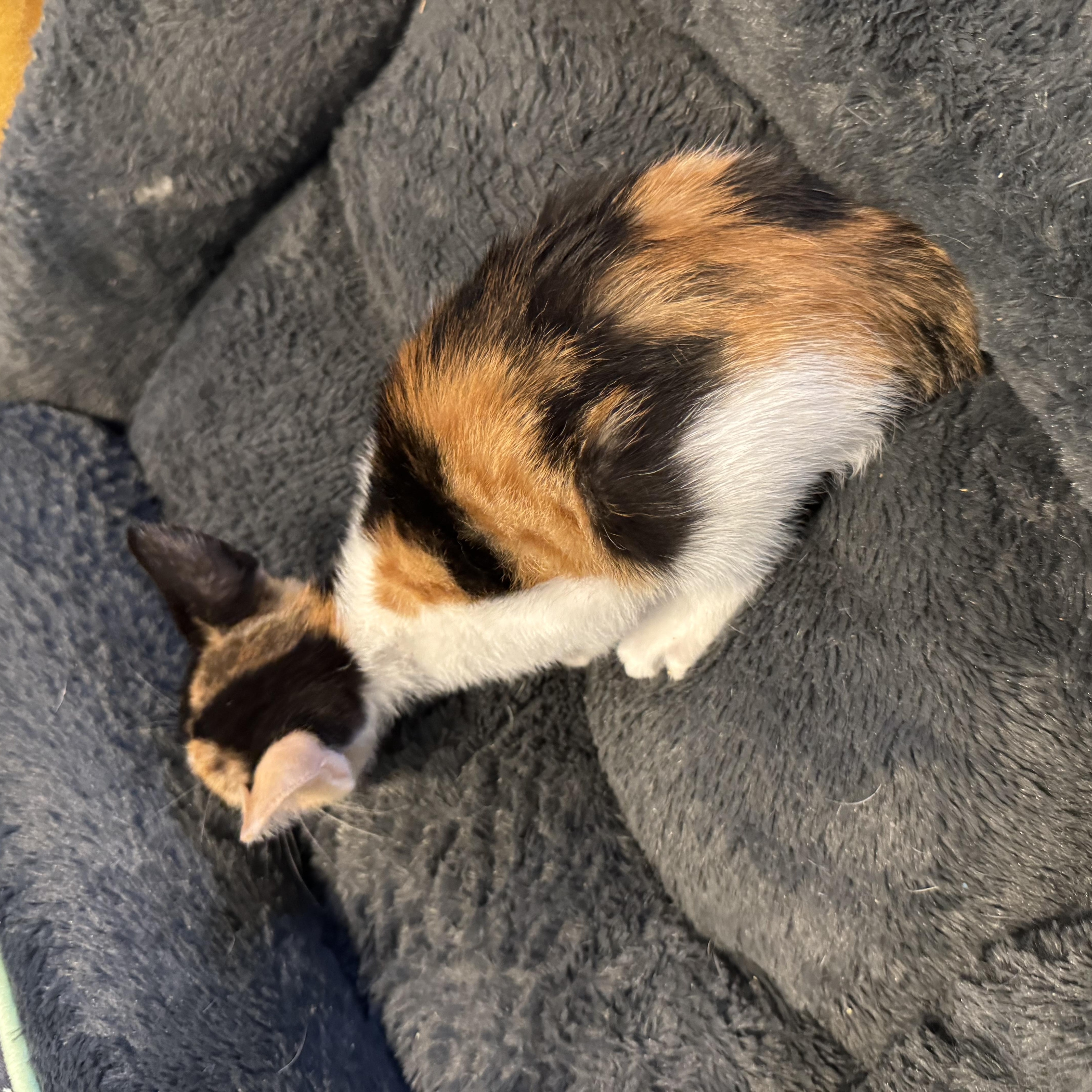 A baby medium-sized female Calico cat named Iris for adoption in Miami, FL