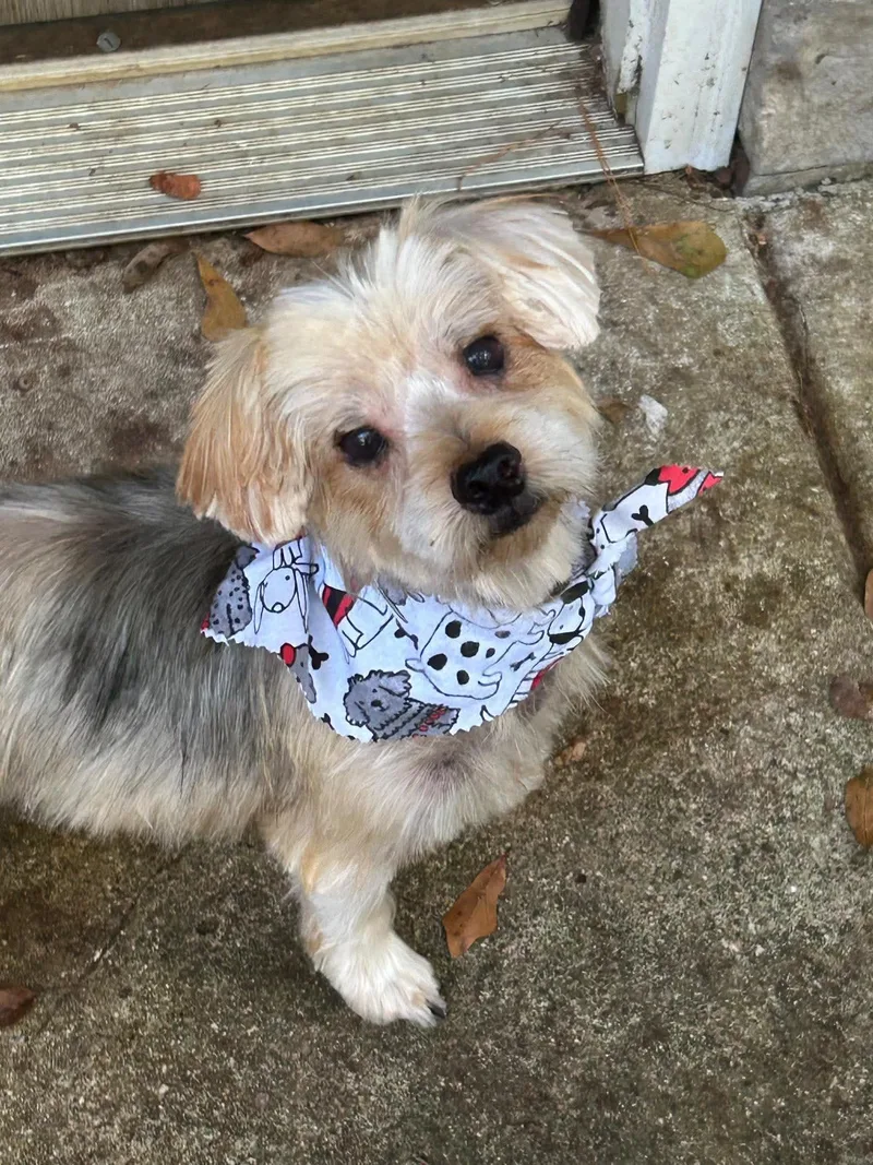 An adult small-sized male Yorkshire Terrier dog named Sam Elliott for adoption in Crystal Lake, IL
