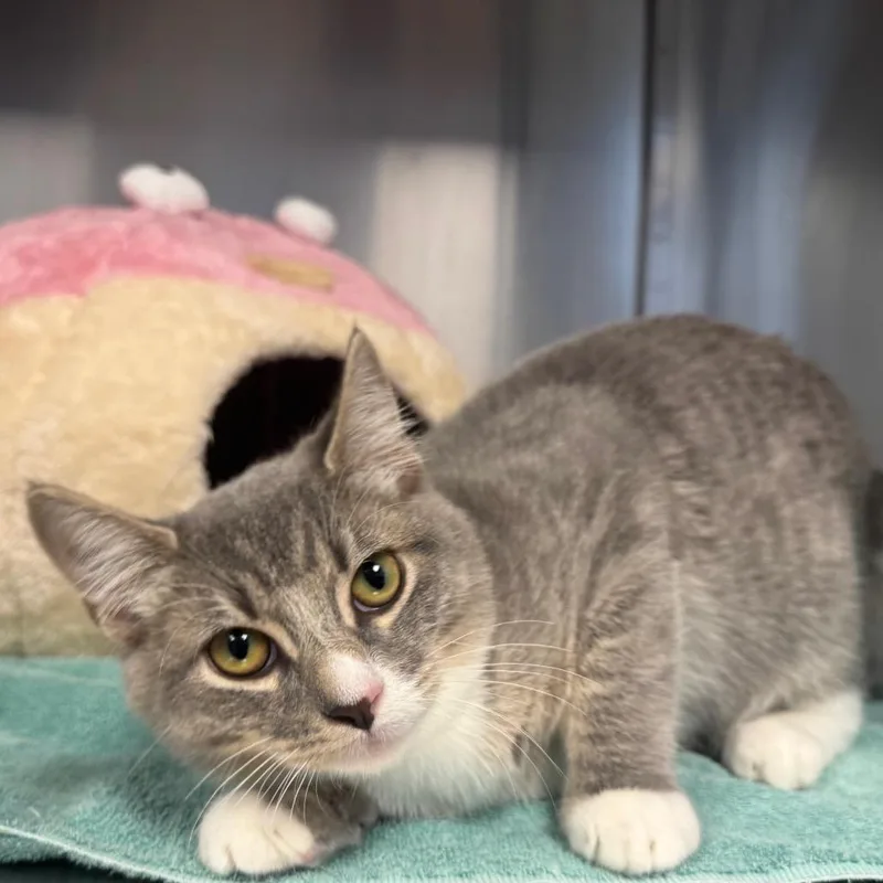 A baby medium-sized male Domestic Short Hair cat named Firecracker for adoption in Easton, PA