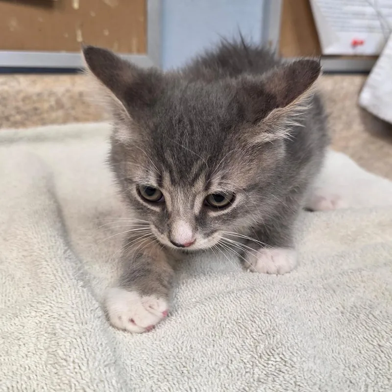 Firecracker thumbnail 5