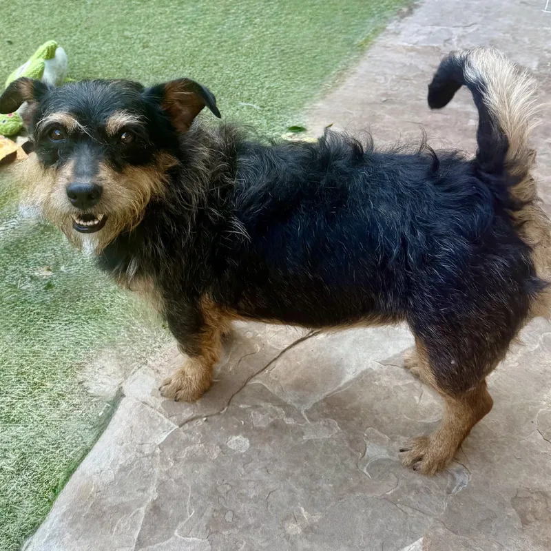 A young small-sized female Yorkshire Terrier dog named Penny lane for adoption in Norwalk, CT