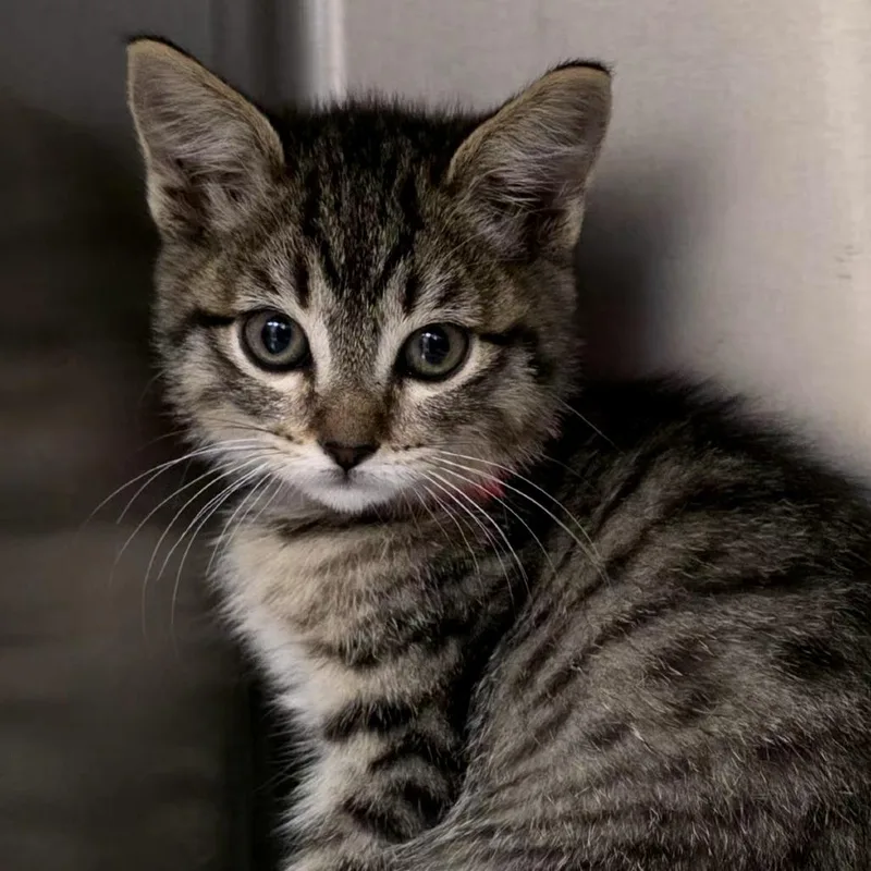 A baby small-sized female Brown / Chocolate Domestic Short Hair cat named Flan for adoption in Santa Barbara, CA