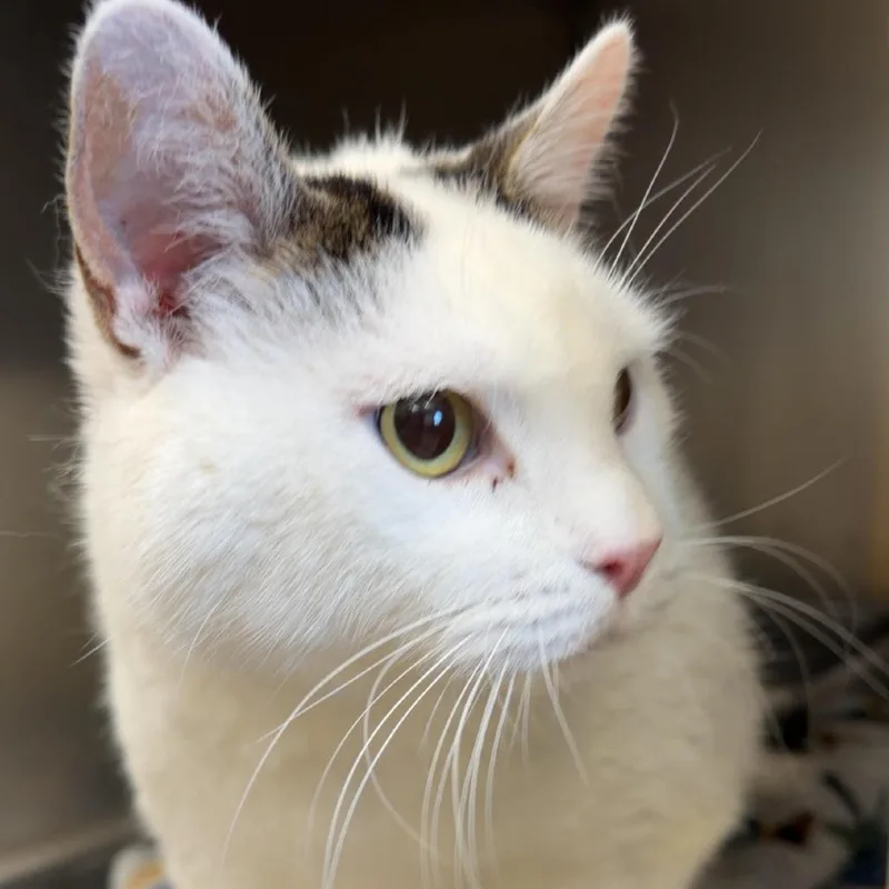 A senior extra large-sized male Domestic Short Hair cat named McDouble xtra pickles for adoption in Henderson, KY