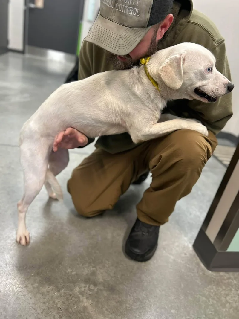 A baby medium-sized female White / Cream Labrador Retriever dog named Baby for adoption in Manchester, TN