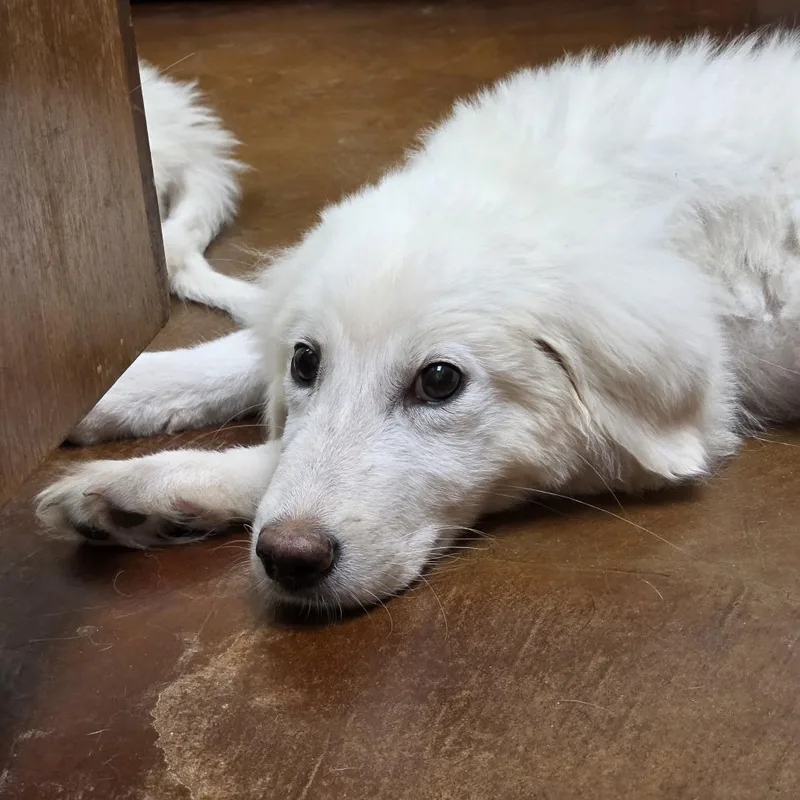 A young large-sized female Great Pyrenees dog named Pippa for adoption in Midland, TX