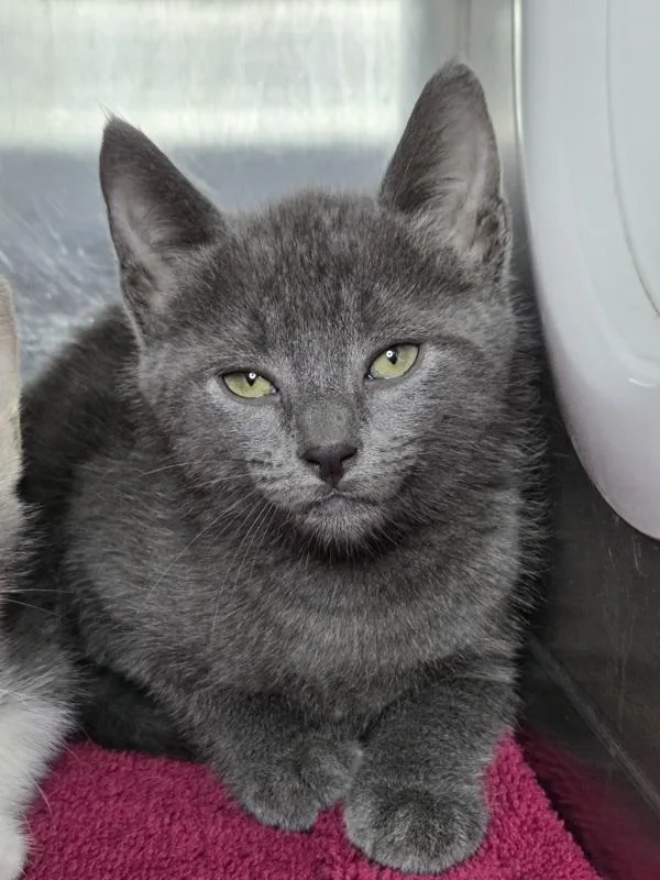 A baby small-sized male Domestic Short Hair cat named Taz for adoption in Millersville, MD
