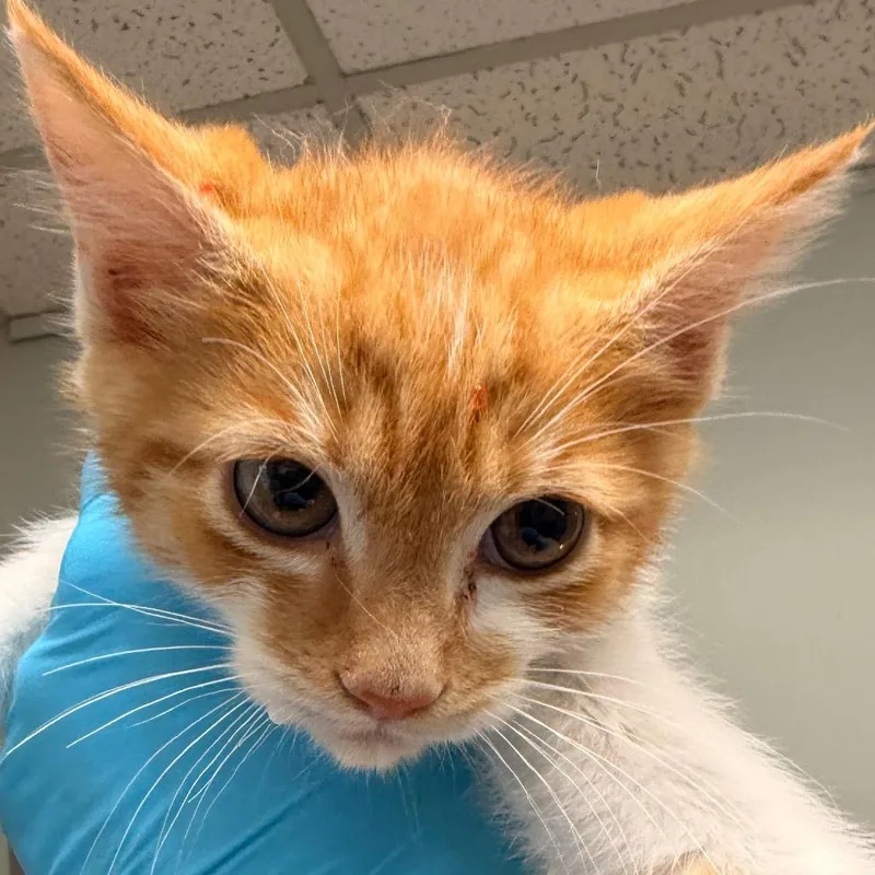 A baby small-sized female Domestic Short Hair cat named Maeve for adoption in Cumming, GA