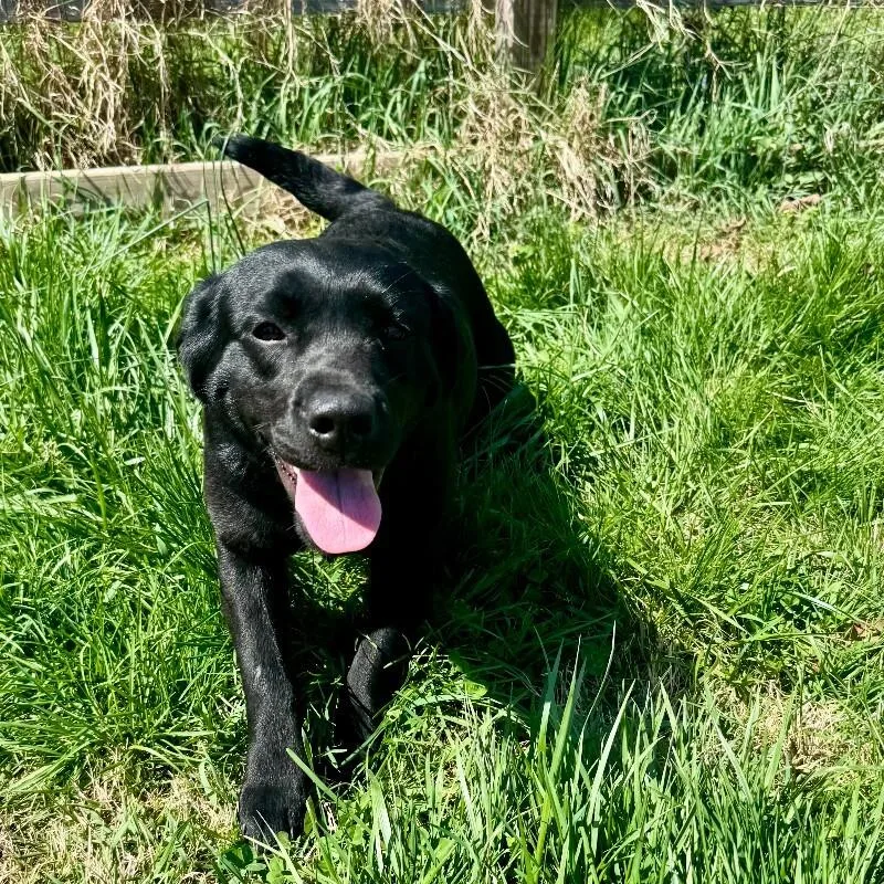 Espresso thumbnail 2