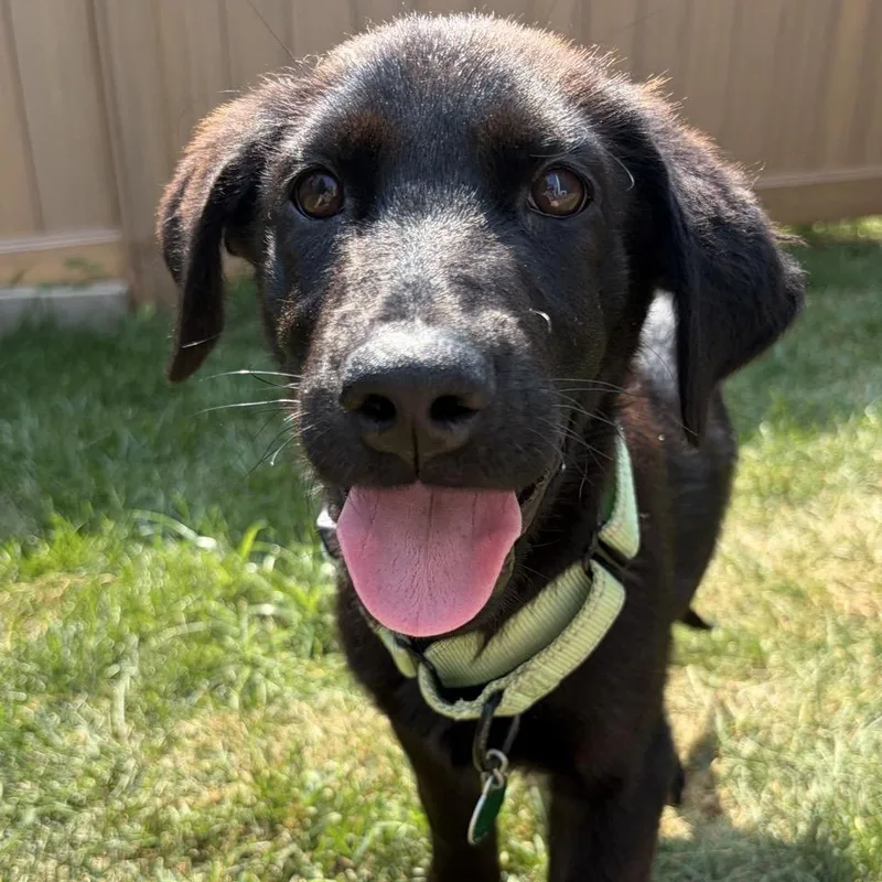 Gordo