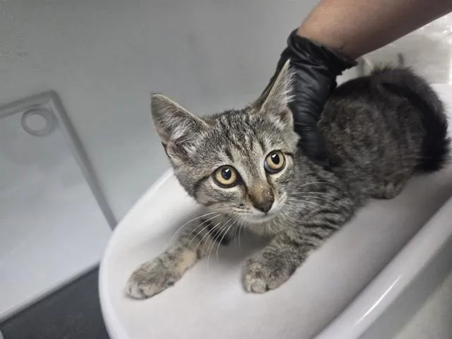 A baby small-sized male Domestic Short Hair cat named Martin for adoption in Antioch, CA