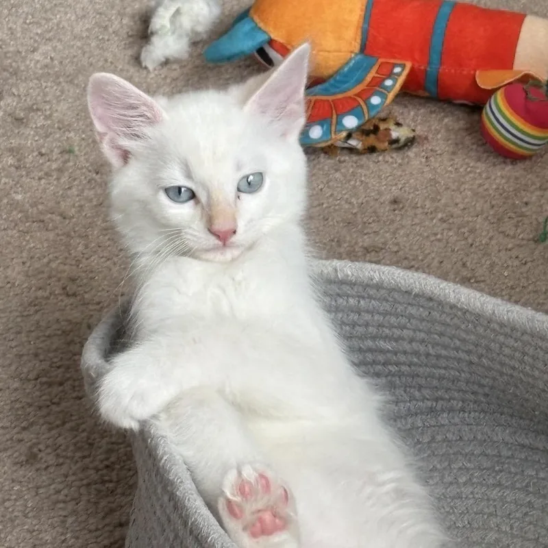 Percival