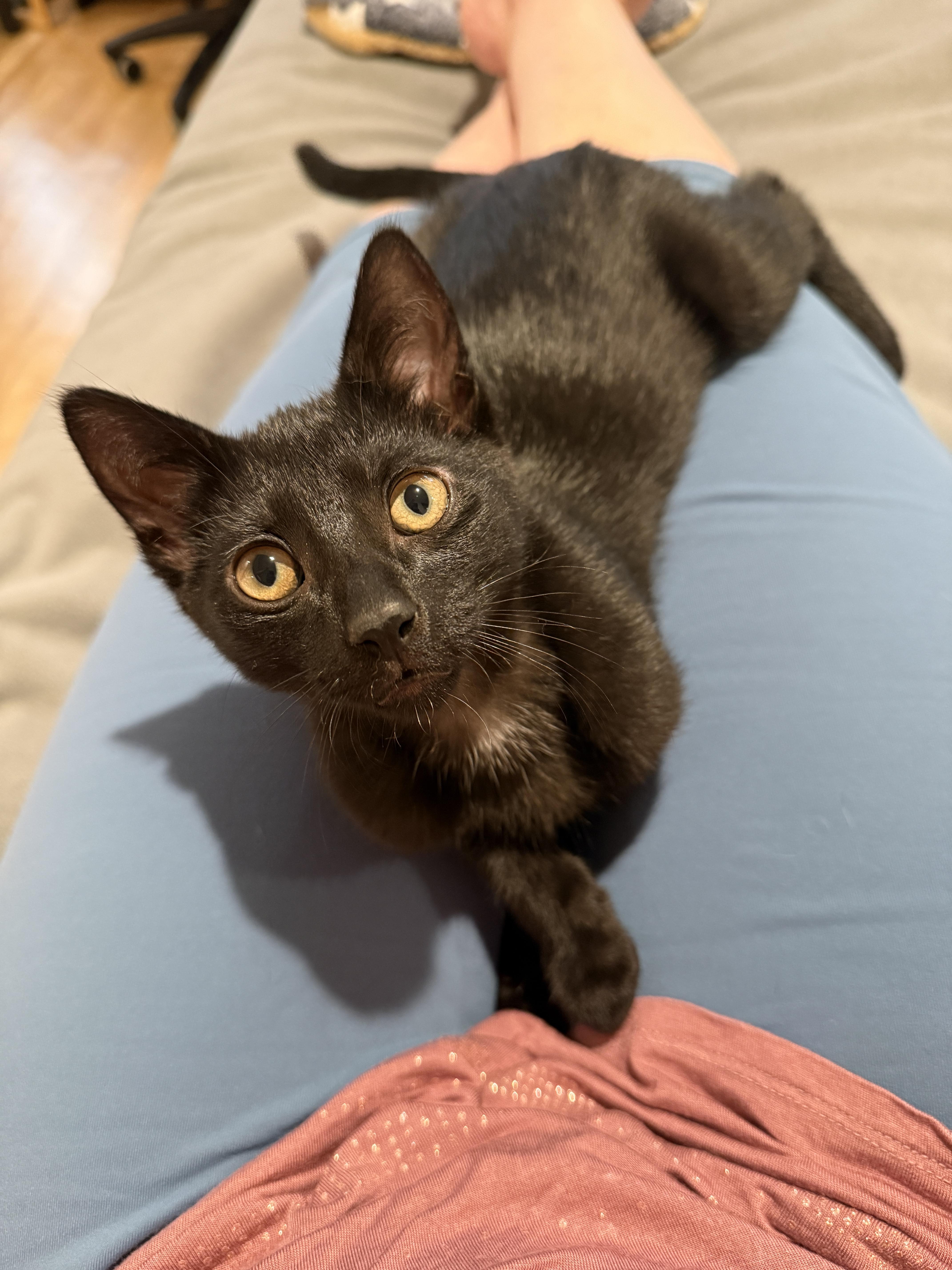 A baby medium-sized male Black Domestic Short Hair cat named AverySonny for adoption in Darien, CT