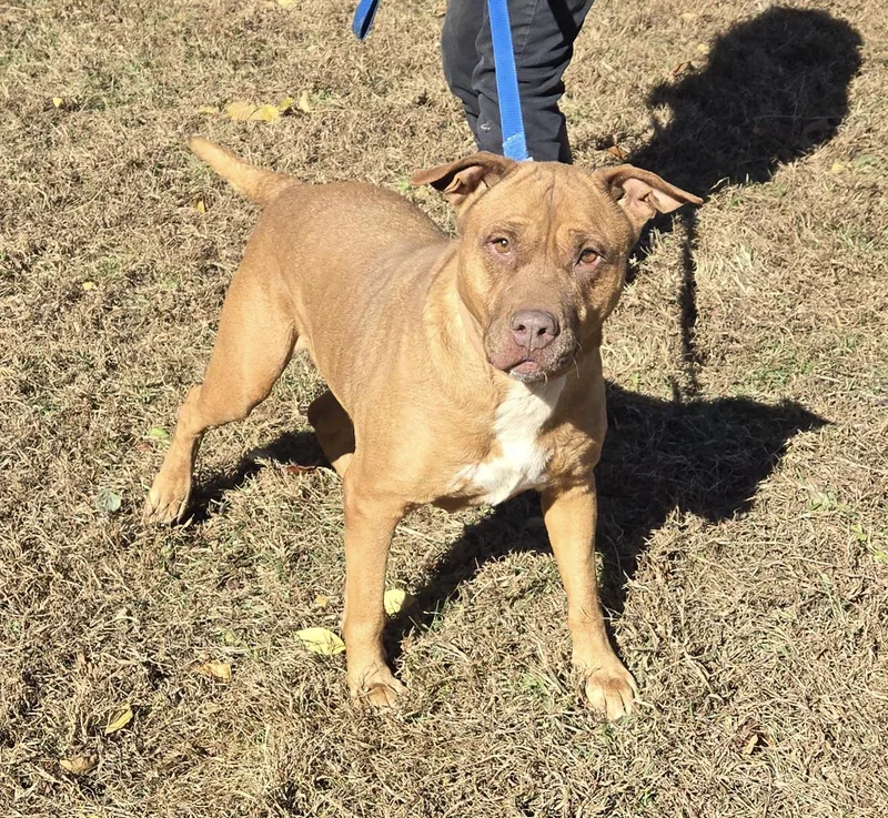 An adult medium-sized female Pit Bull Terrier dog named Hazel for adoption in Stuart, VA