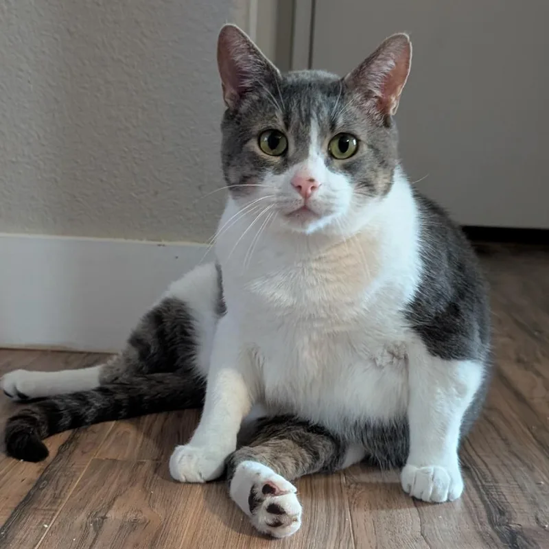 An adult small-sized male Gray / Blue / Silver Domestic Short Hair cat named Mr. Greybee for adoption in Layton, UT