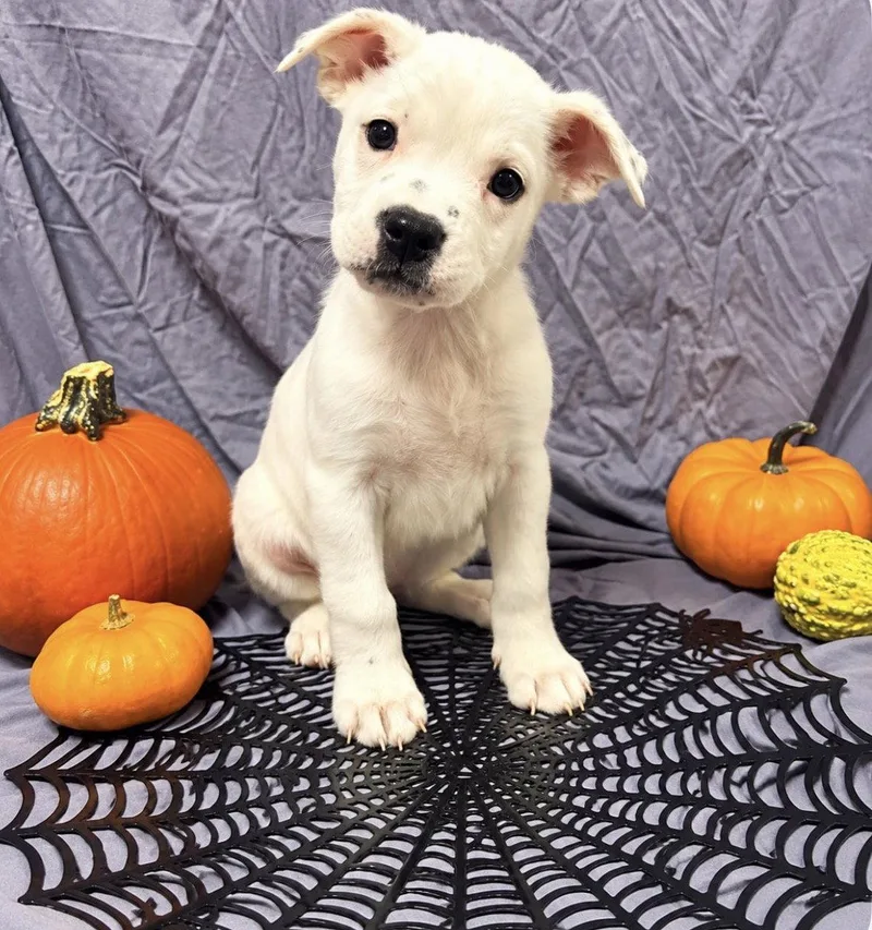A baby medium-sized female Terrier dog named Oatmeal for adoption in Bothell, WA