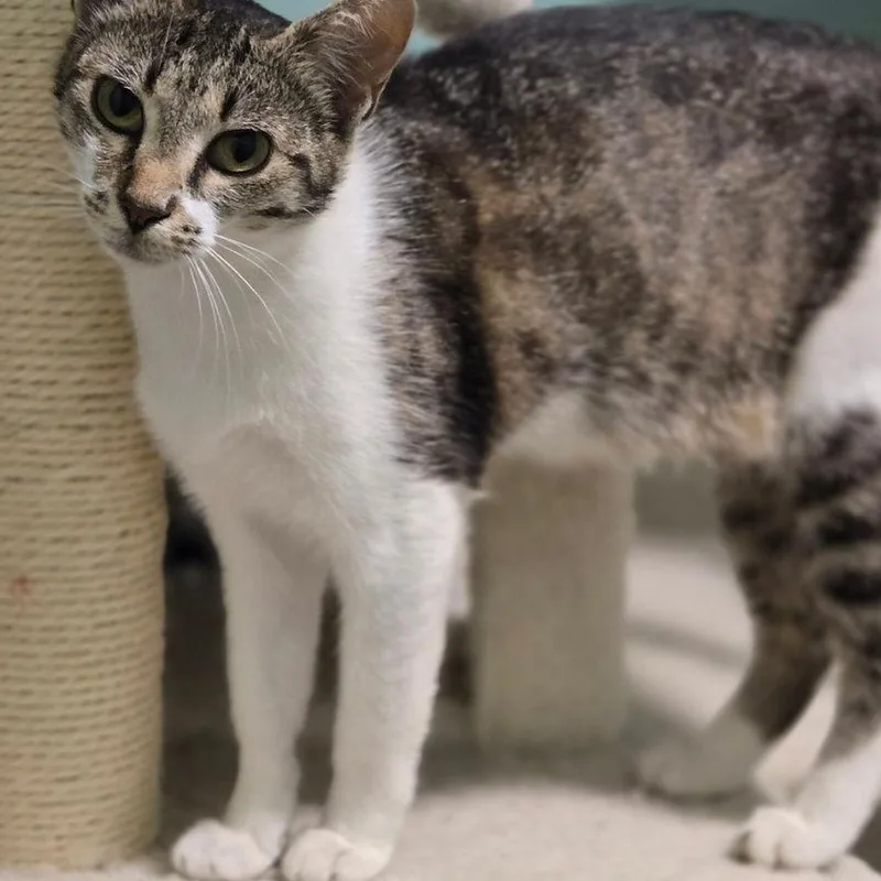 A young medium-sized female Gray & White Domestic Short Hair cat named Josie for adoption in Mansfield, TX