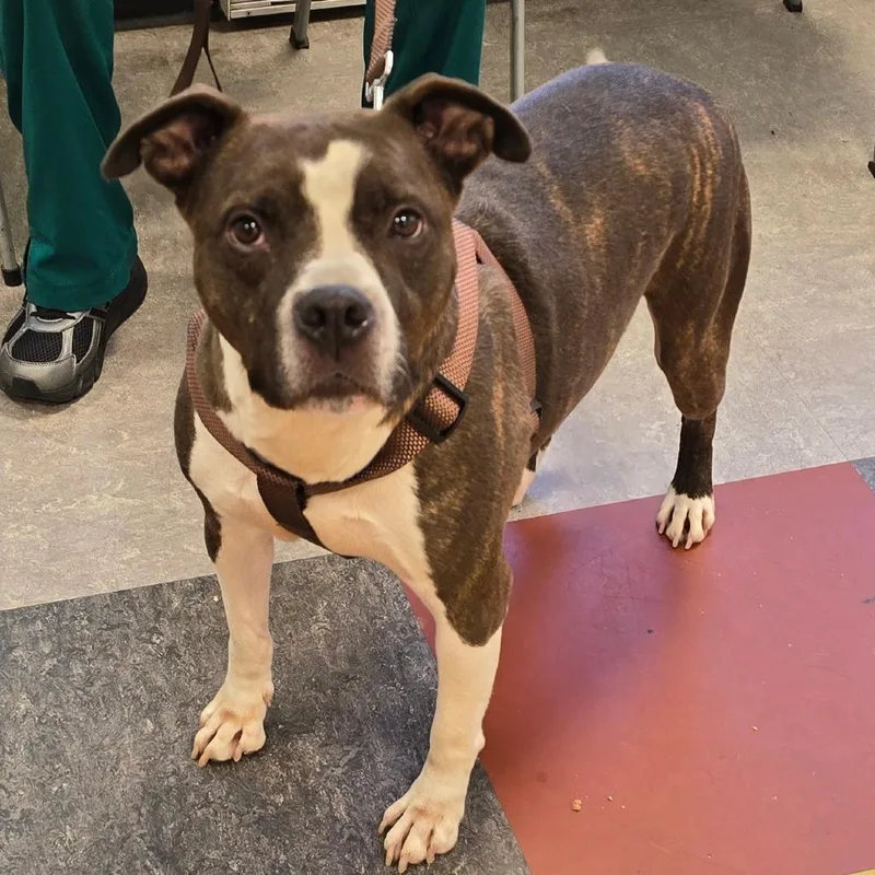 An adult medium-sized male Brindle Pit Bull Terrier dog named Beary Bear for adoption in Philadelphia, PA