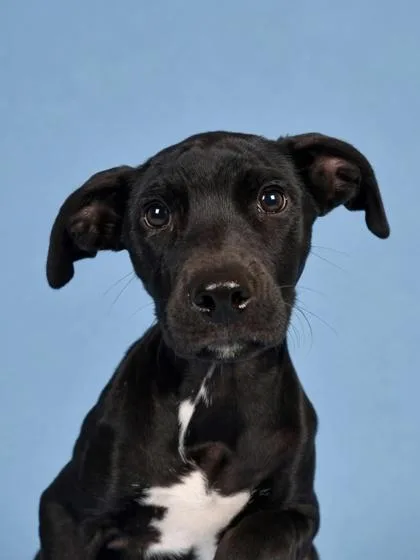 A young medium-sized male Terrier dog named Marcus for adoption in Gulfport, MS
