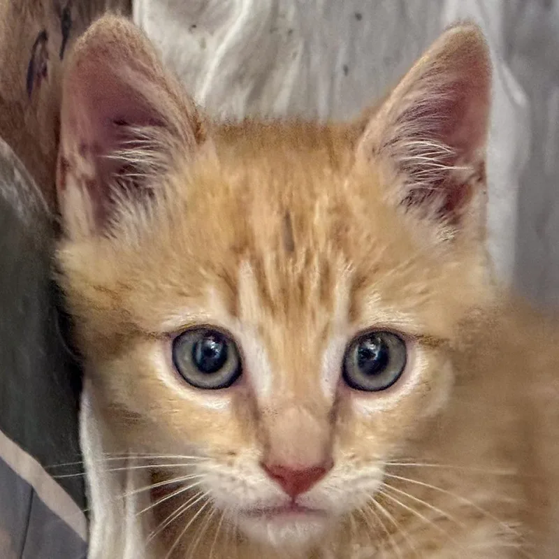 A baby small-sized male Buff / Tan / Fawn Domestic Short Hair cat named Quail for adoption in Kennebunk, ME