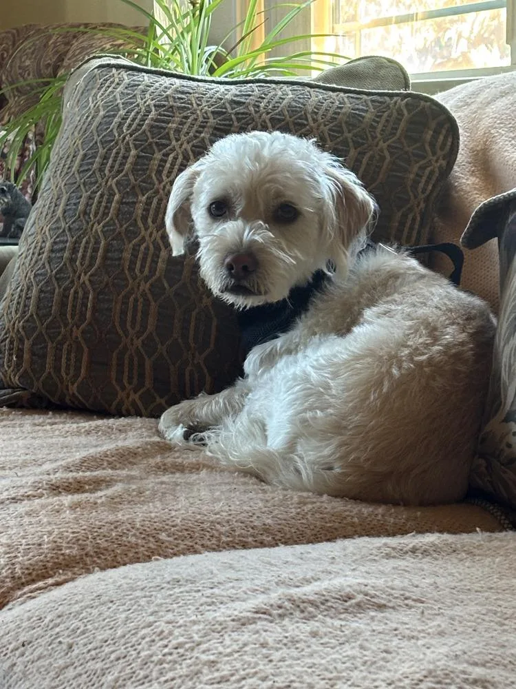 A young small-sized male Schnauzer dog named Sonny for adoption in Eugene, OR