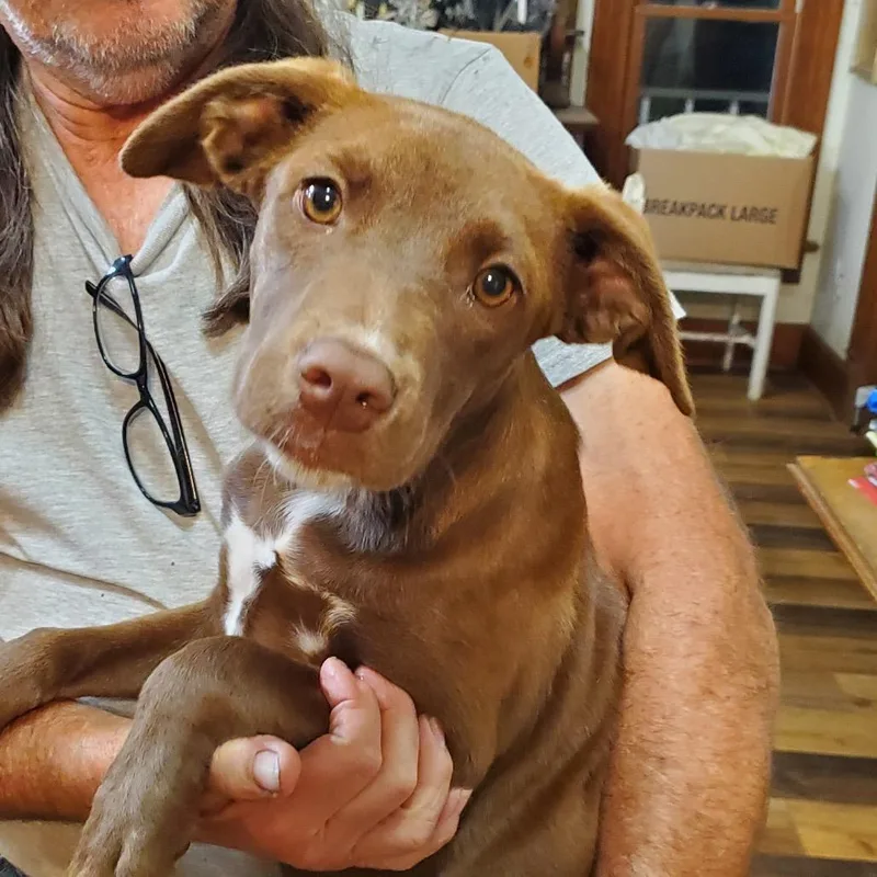 A baby medium-sized female Brown / Chocolate Terrier dog named June for adoption in Quakertown, PA
