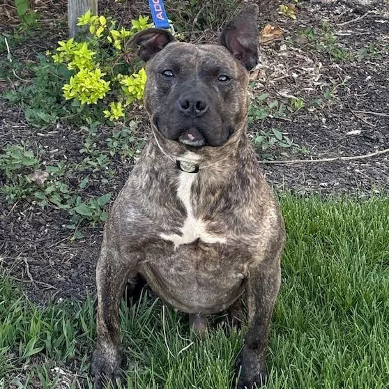 An adult medium-sized male Brindle Pit Bull Terrier dog named Kevin for adoption in Mooresville, IN