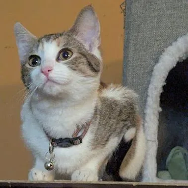 A young small-sized female Calico Domestic Short Hair cat named Vervain for adoption in Johnstown, PA