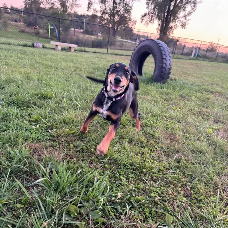 A young medium-sized female Mixed Breed dog named Posey for adoption in Monticello, IA