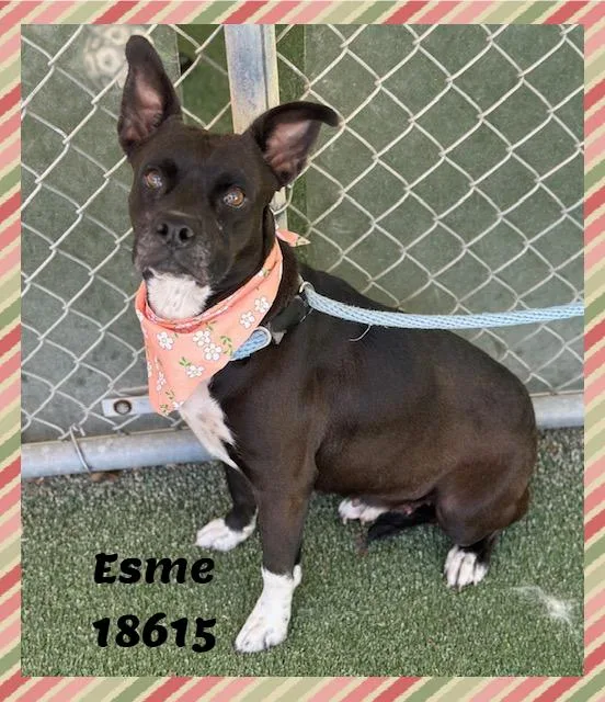 Esme thumbnail 4
