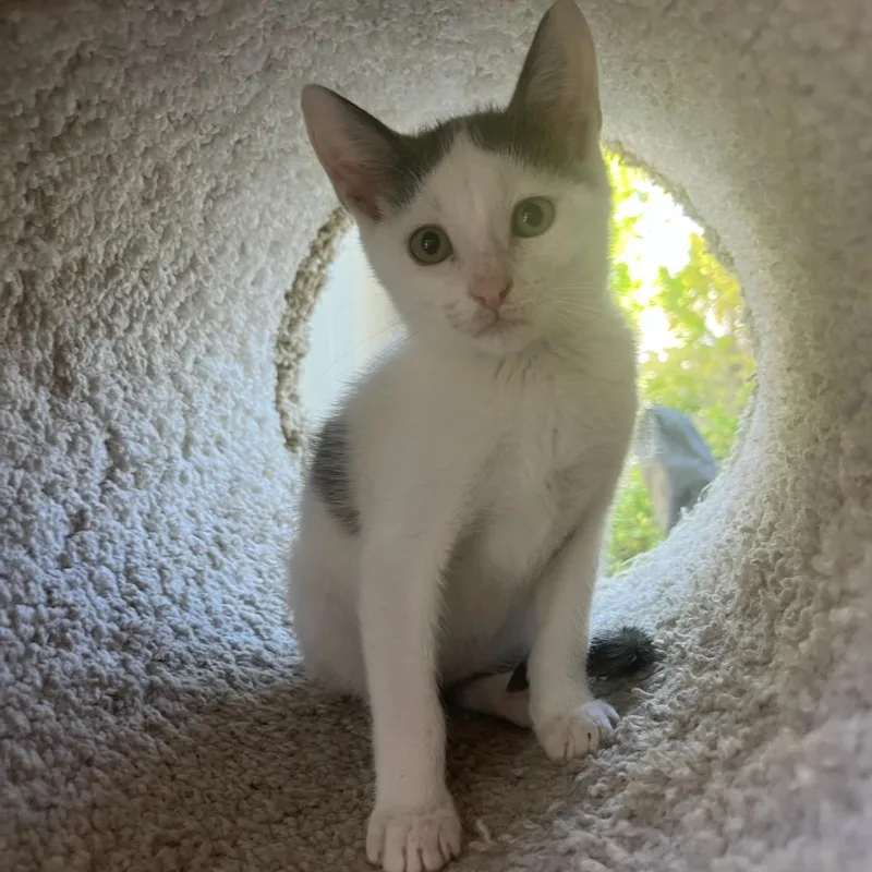 A baby medium-sized male Gray & White Domestic Short Hair cat named Ash for adoption in San Juan Capistrano, CA