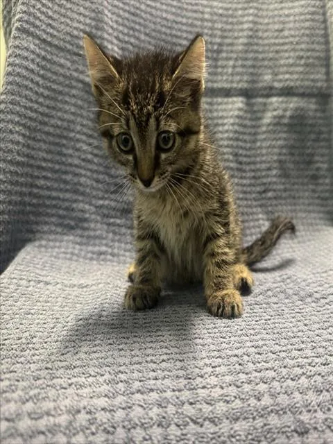 A baby small-sized male Brown / Chocolate Domestic Short Hair cat named Hazelnut for adoption in Tavares, FL