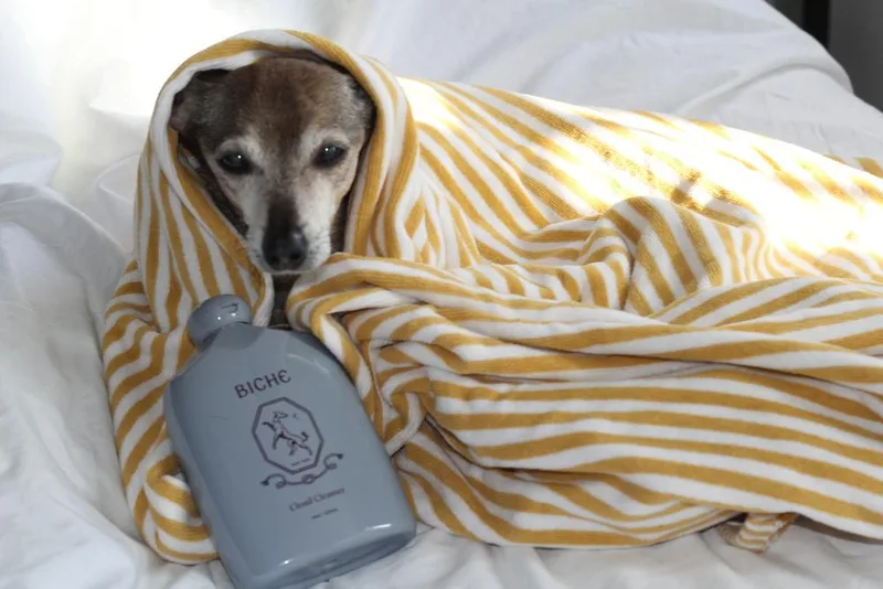 An adult small-sized female Brown / Chocolate Chihuahua dog named Nani for adoption in New York, NY