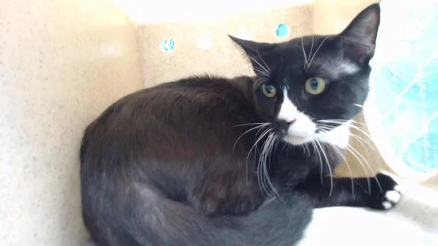 A young medium-sized male Domestic Short Hair cat named Jack for adoption in Downey, CA