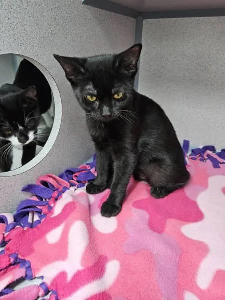 A baby small-sized female Domestic Short Hair cat named Lotus for adoption in Skillman, NJ