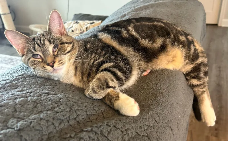 A young medium-sized female Domestic Short Hair cat named Lucy for adoption in CANONSBURG, PA