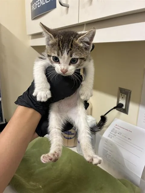 A baby small-sized female Domestic Short Hair cat named Michelle for adoption in Fremont, CA