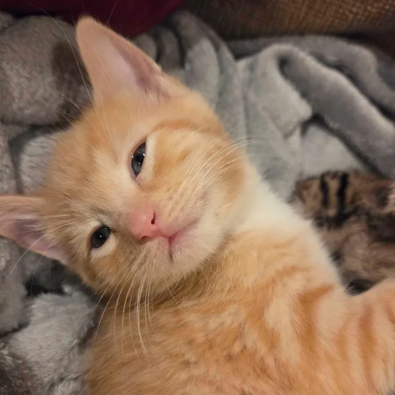 A baby small-sized female Orange / Red Domestic Short Hair cat named Fanta for adoption in Blairsville, GA