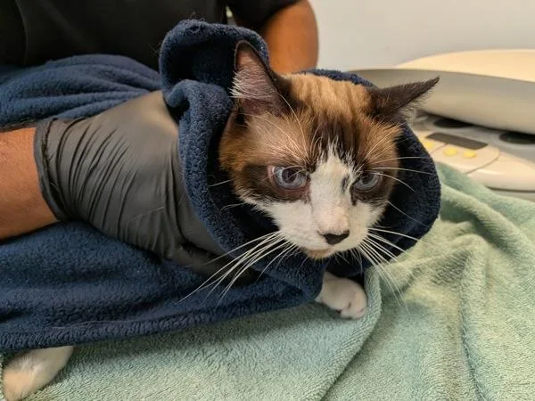An adult medium-sized female Domestic Short Hair cat named Grace for adoption in San Diego, CA