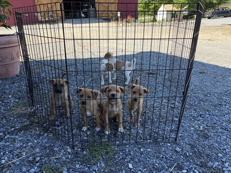 A baby medium-sized female Catahoula Leopard Dog dog named Catahoula Mix Pups Girls for adoption in Coatesville, PA