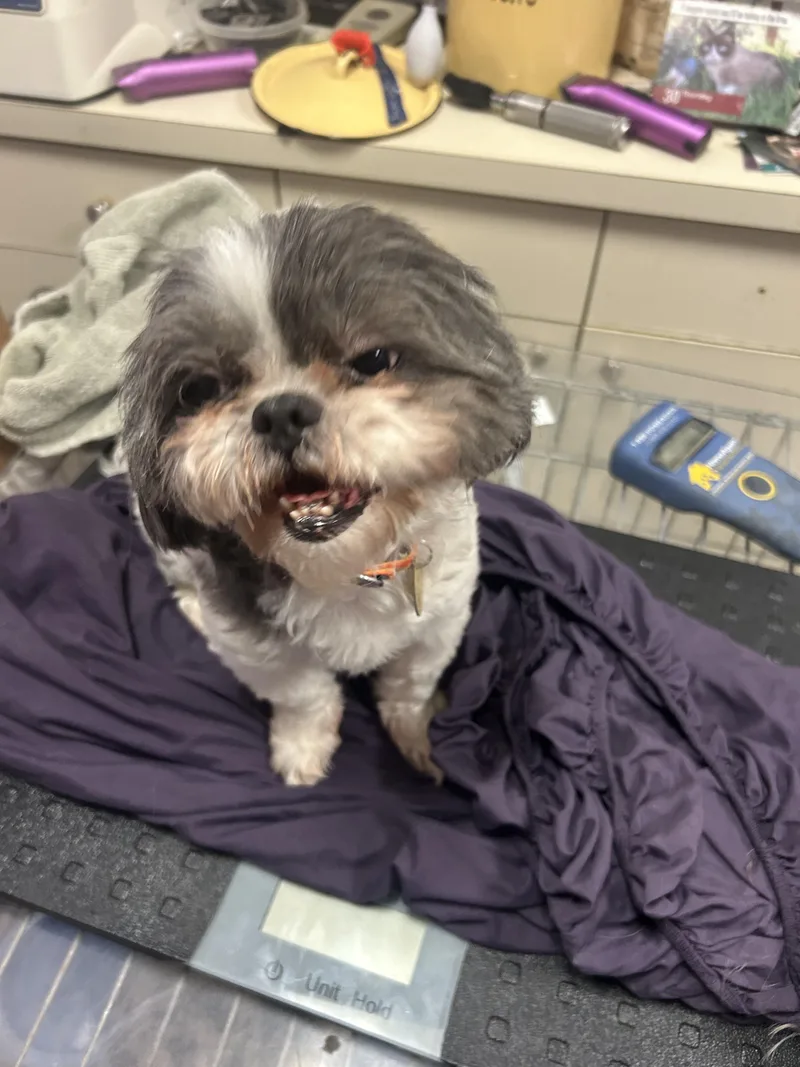 An adult small-sized female Gray / Blue / Silver Shih Tzu dog named Mia for adoption in Oak Ridge, NJ