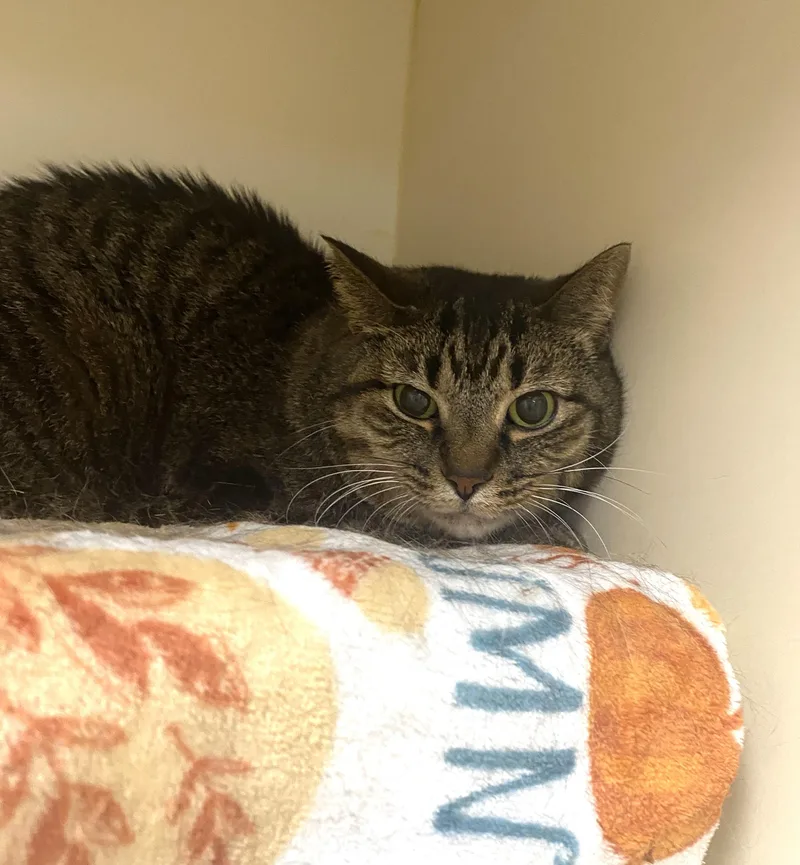 A senior medium-sized female Tabby (Brown / Chocolate) Domestic Short Hair cat named Cona for adoption in Elyria, OH