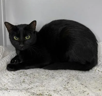A young small-sized female Domestic Short Hair cat named Wanda for adoption in Savannah, GA