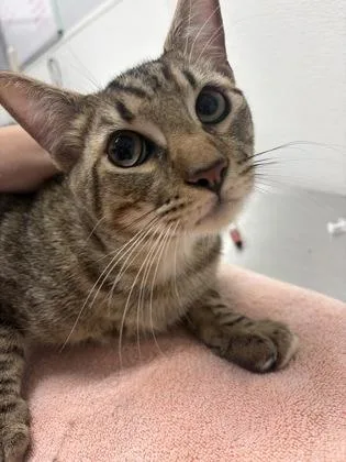 An adult small-sized male Domestic Short Hair cat named Acura for adoption in West Chester, PA
