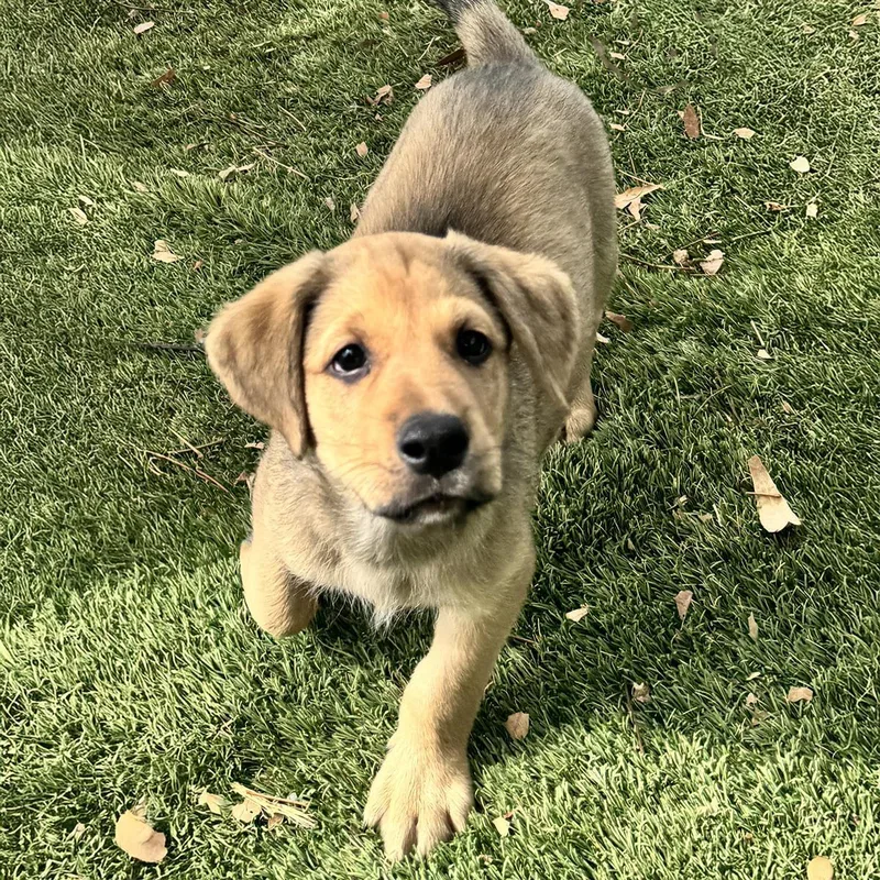 A baby large-sized male Labrador Retriever dog named Anthem Pup  Flag for adoption in San Diego, CA